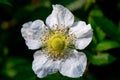 Flowering dog rose in the morning sunshine